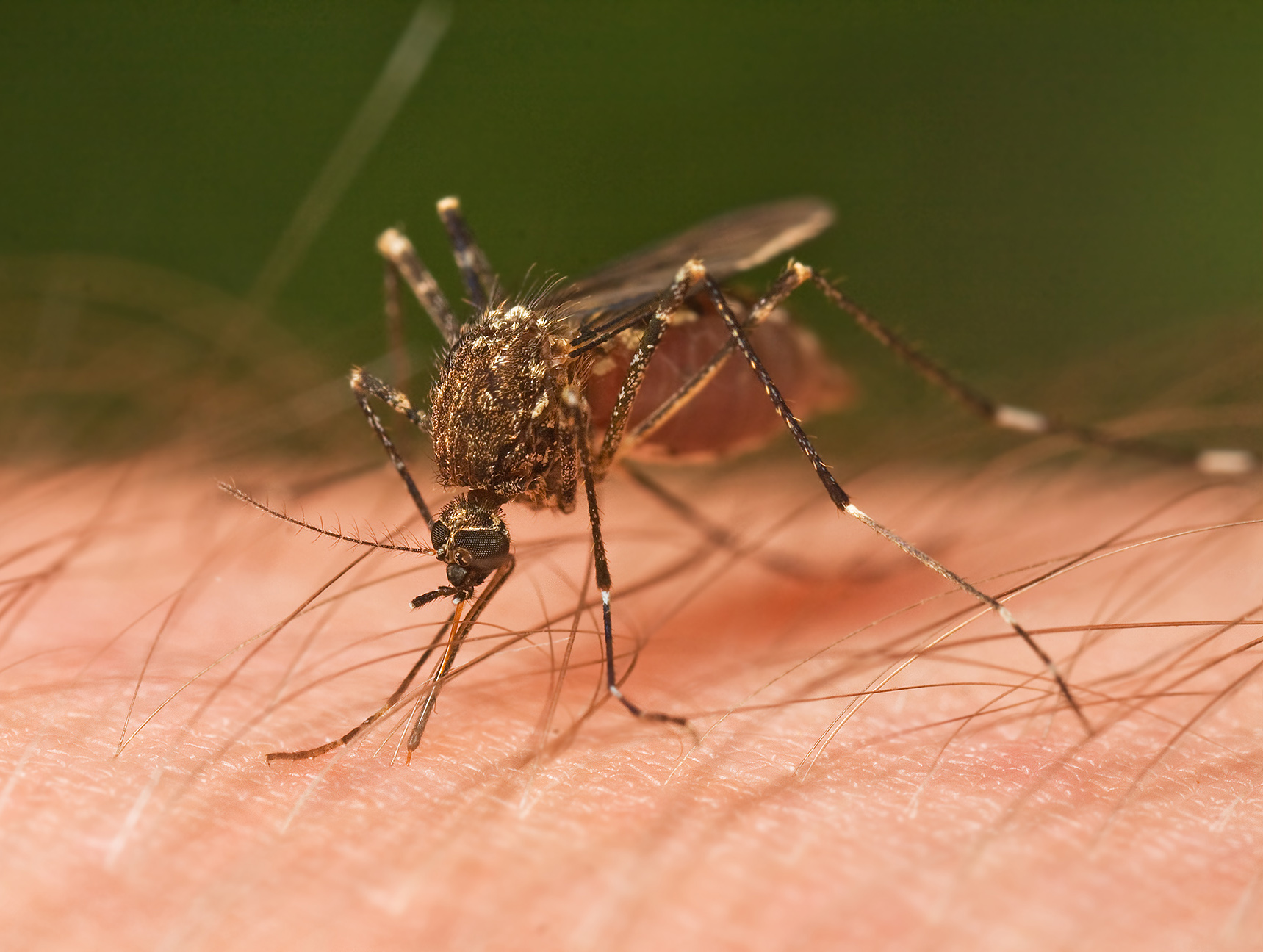 zika virus in mosquitos